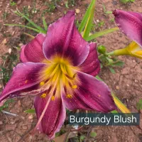 Burgundy Blush catalog image