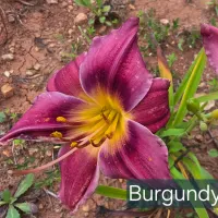 Burgundy Blush catalog image