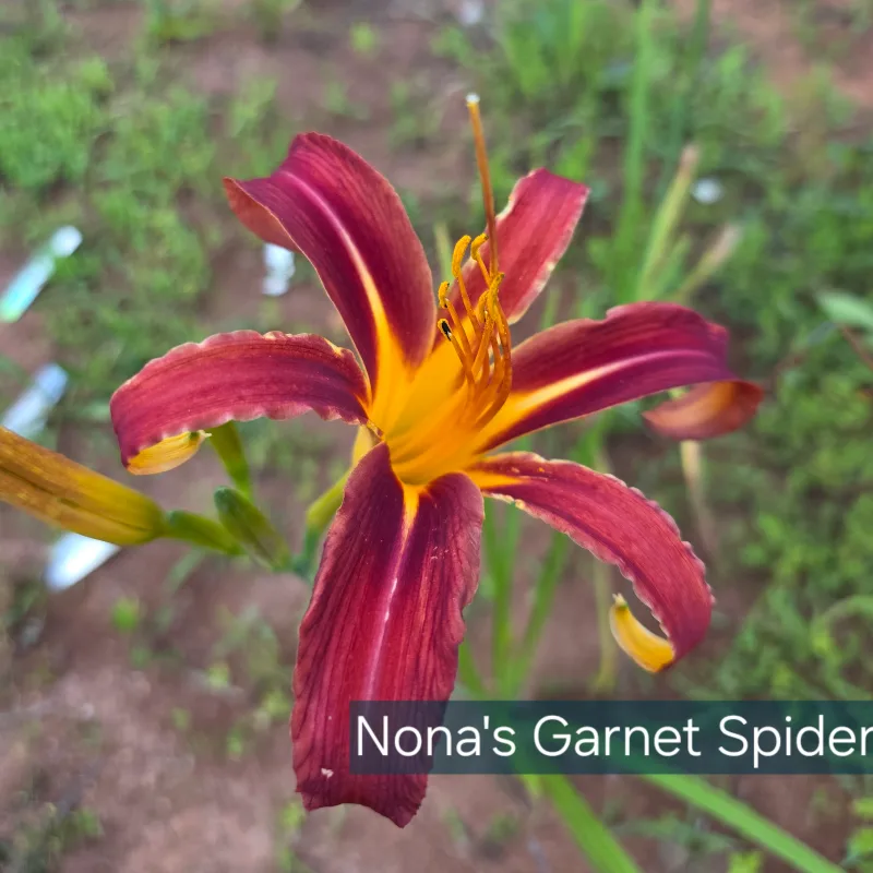 Nona's Garnet Spider