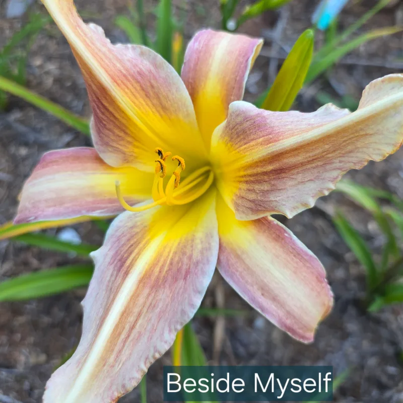 Beside Myself catalog image