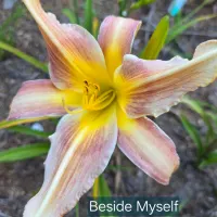 Beside Myself catalog image