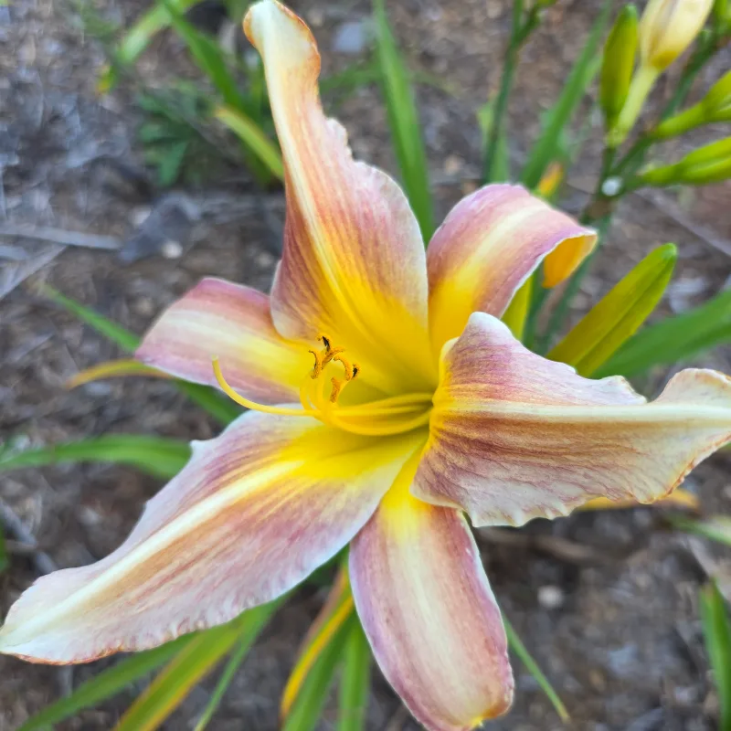 Beside Myself from PlantFancyGardens, LLC