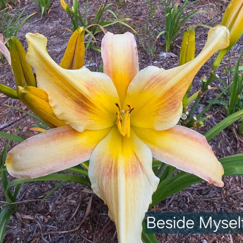 Beside Myself from PlantFancyGardens, LLC