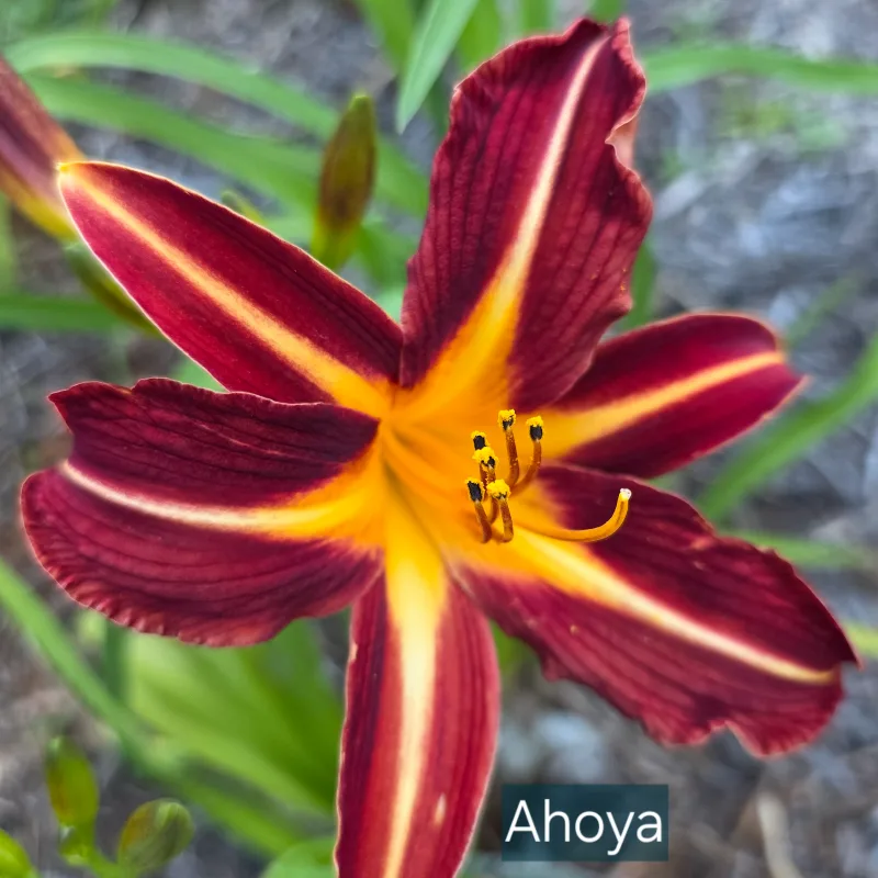 Ahoya