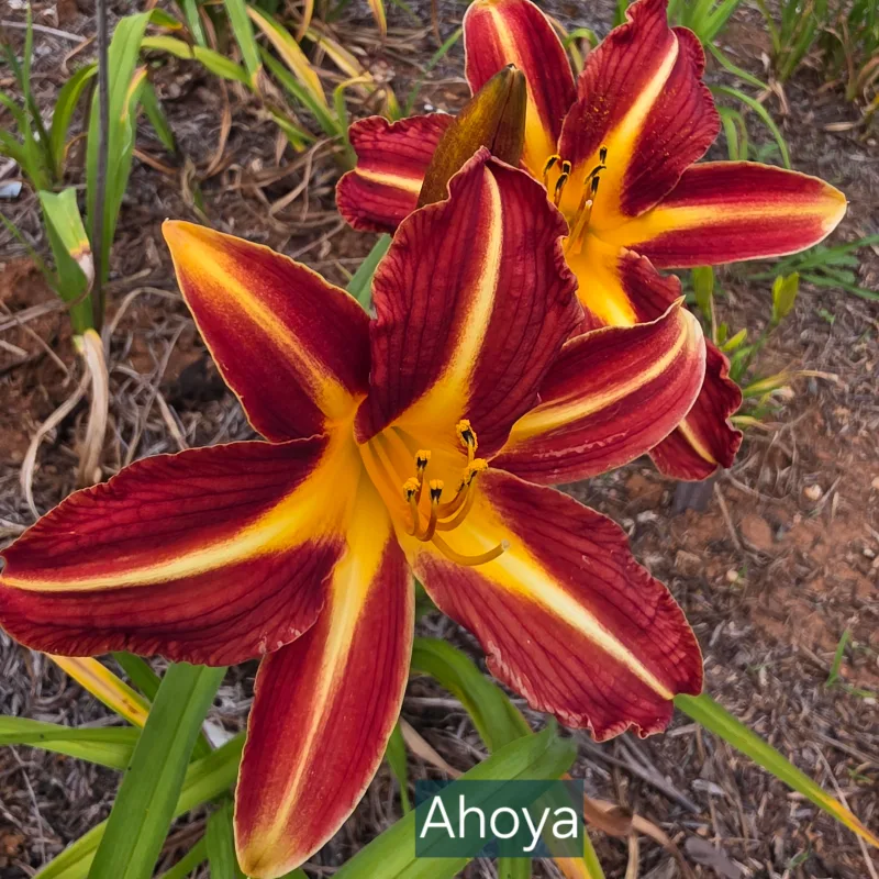 Ahoya from PlantFancyGardens, LLC