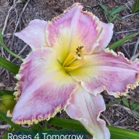 Roses for Tomorrow catalog image