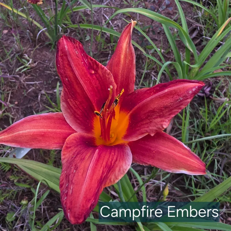 Campfire Embers