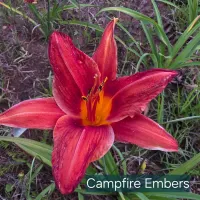 Campfire Embers catalog image