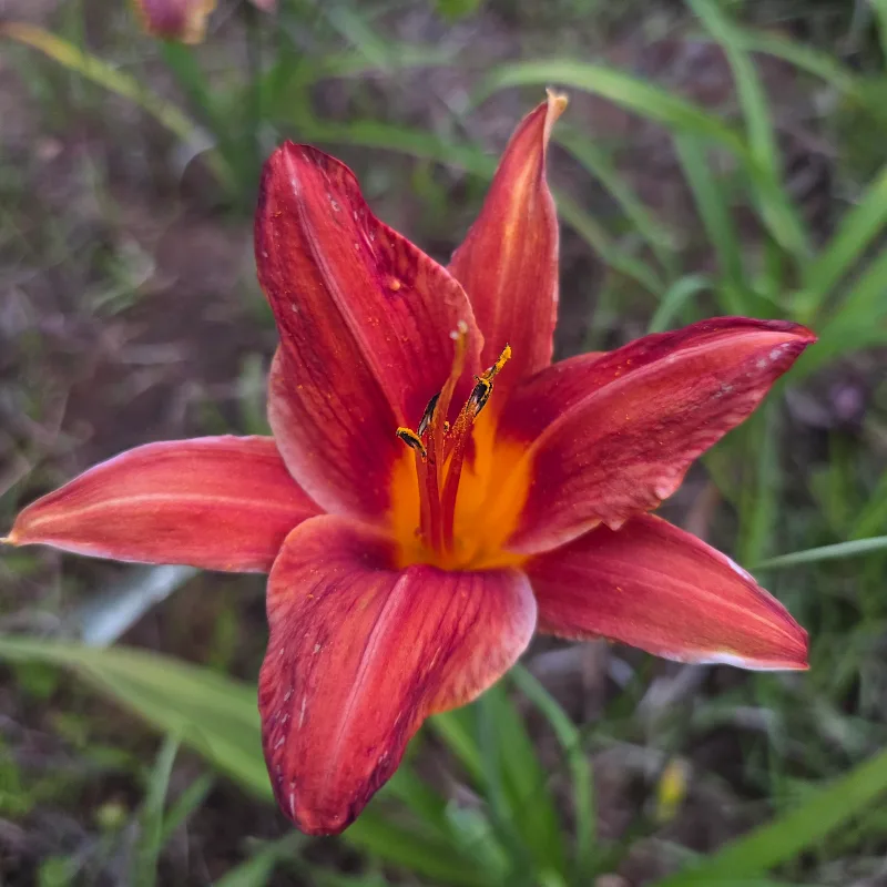 Campfire Embers from PlantFancyGardens, LLC