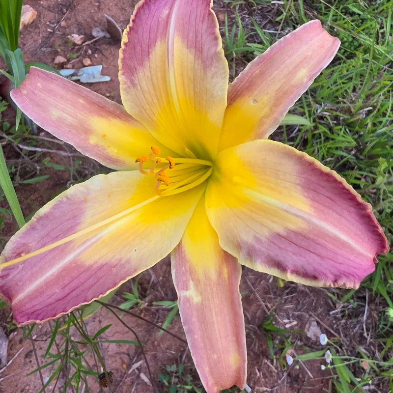 Eliminate the Negative from PlantFancyGardens, LLC