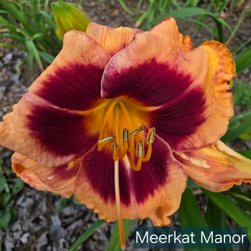 Meerkat Manor daylily bloom