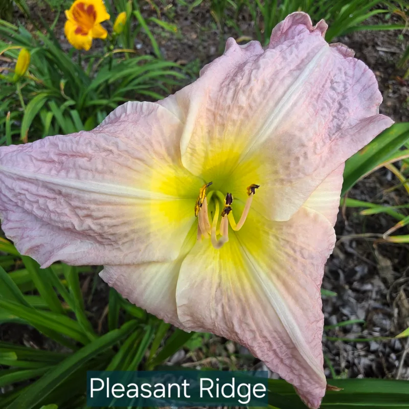 Pleasant Ridge