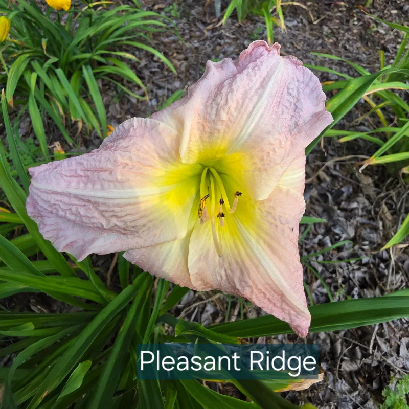 Pleasant Ridge from PlantFancyGardens, LLC