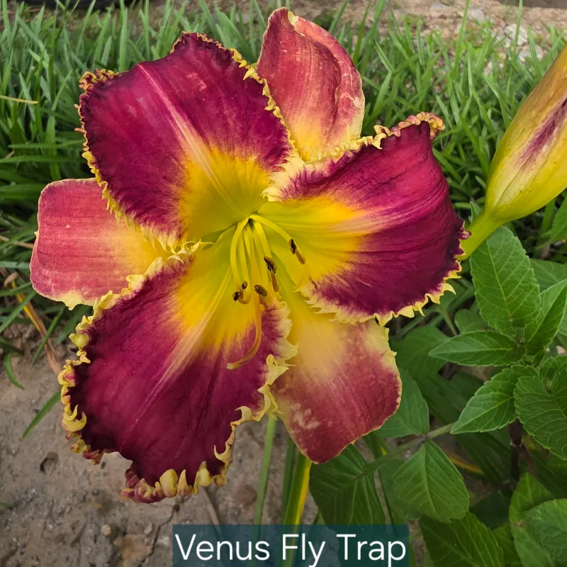 Venus Flytrap from PlantFancyGardens, LLC