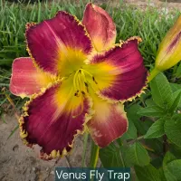 Venus Flytrap thumbnail