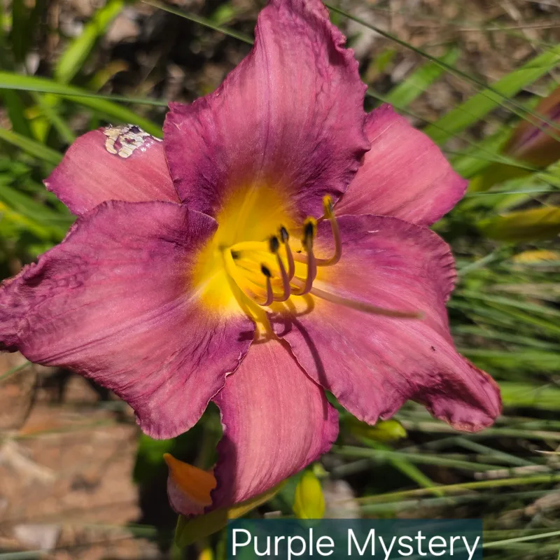 Purple Mystery