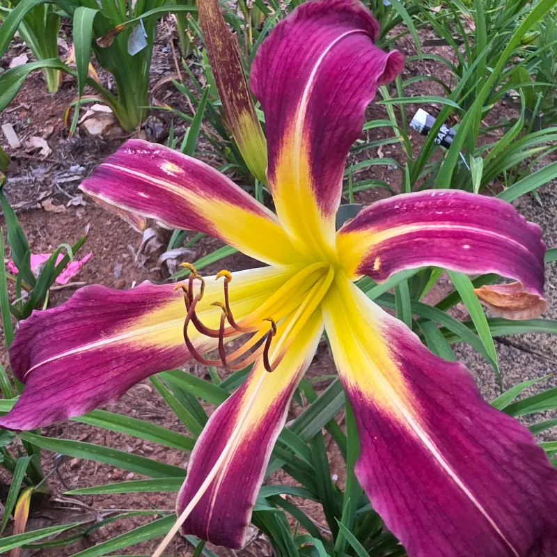 Ta-Dah from PlantFancyGardens, LLC