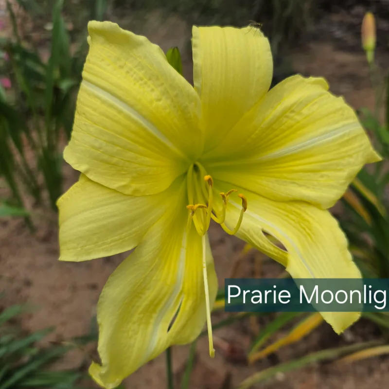 Prairie Moonlight