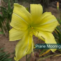 Prairie Moonlight catalog image