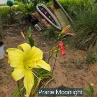 Prairie Moonlight catalog image