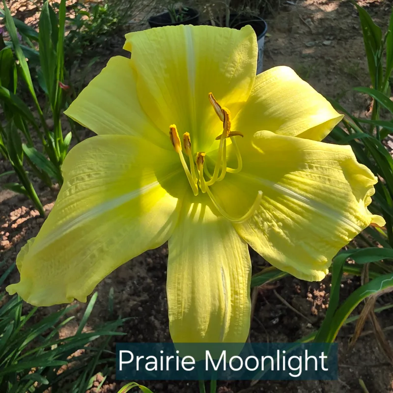 Prairie Moonlight from PlantFancyGardens, LLC