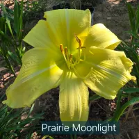 Prairie Moonlight catalog image