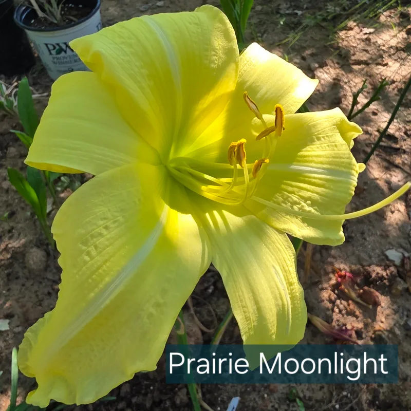 Prairie Moonlight from PlantFancyGardens, LLC