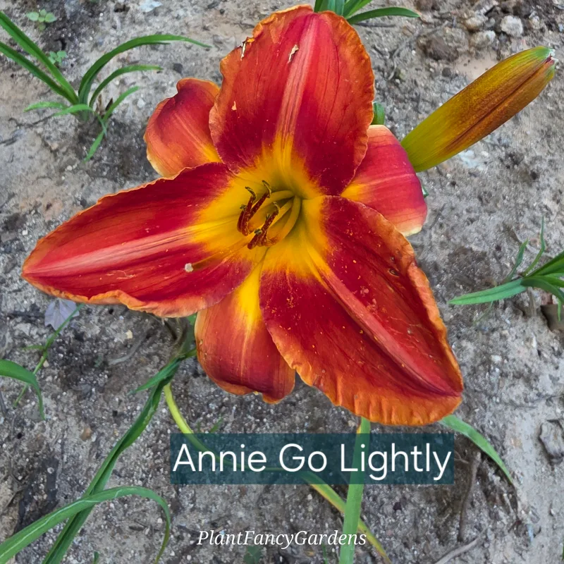 Annie Golightly catalog image