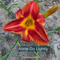 Annie Golightly catalog image