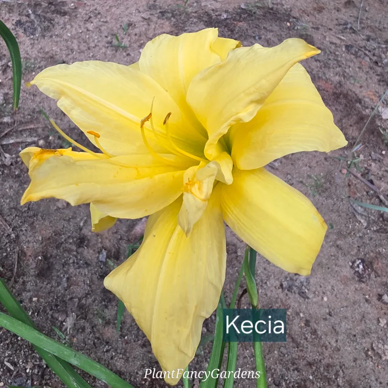 Kecia