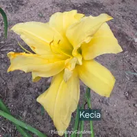 Kecia catalog image