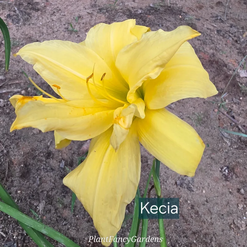 Kecia from PlantFancyGardens, LLC