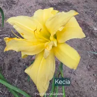 Kecia catalog image