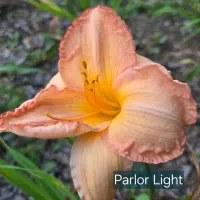 Parlor Light catalog image