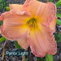 Parlor Light catalog image