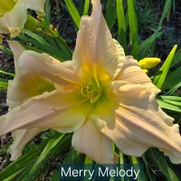 Merry Melody thumbnail
