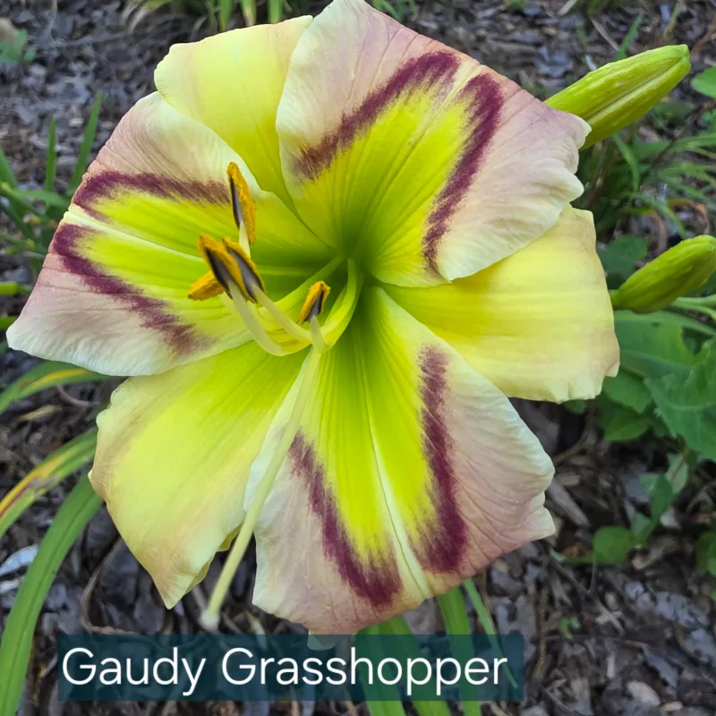 Gaudy Grasshopper