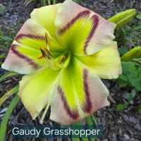 Gaudy Grasshopper catalog image