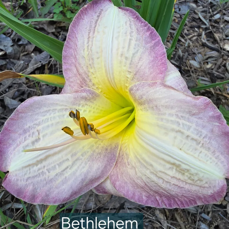 Bethlehem