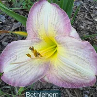 Bethlehem catalog image