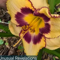 Unusual Revelations catalog image