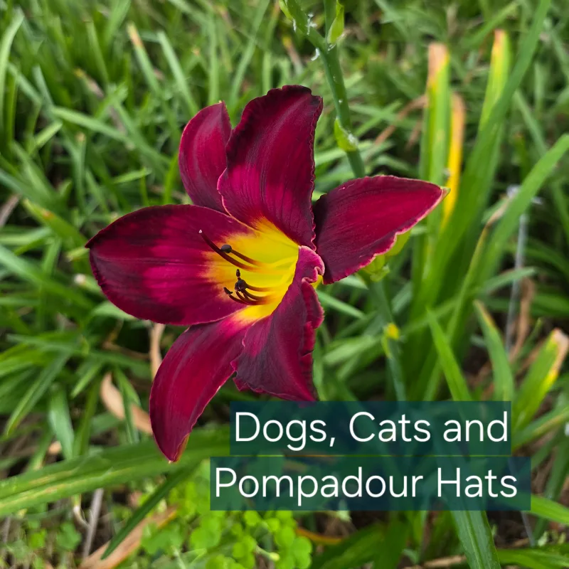 Dogs Cats and Pompadour Hats from PlantFancyGardens, LLC