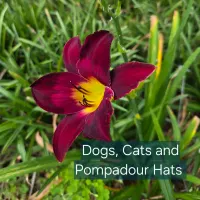 Dogs Cats and Pompadour Hats catalog image