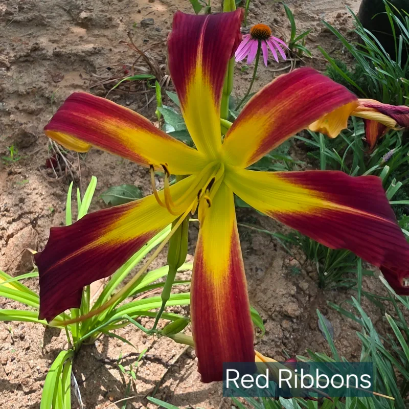 Red Ribbons