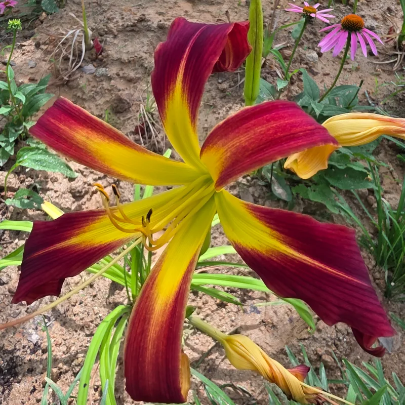 Red Ribbons from PlantFancyGardens, LLC