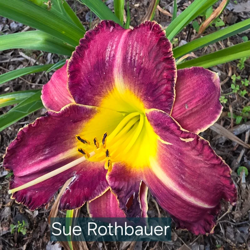 Sue Rothbauer