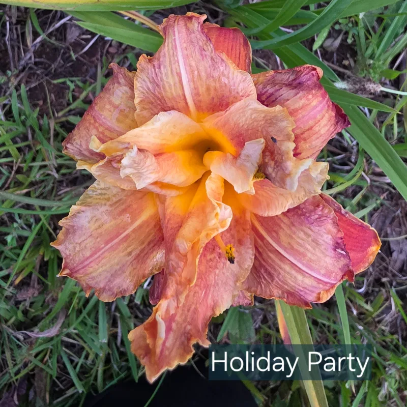 Holiday Party from PlantFancyGardens, LLC
