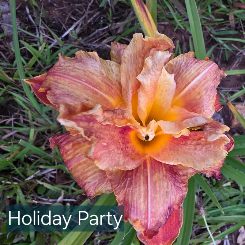 Holiday Party from PlantFancyGardens, LLC