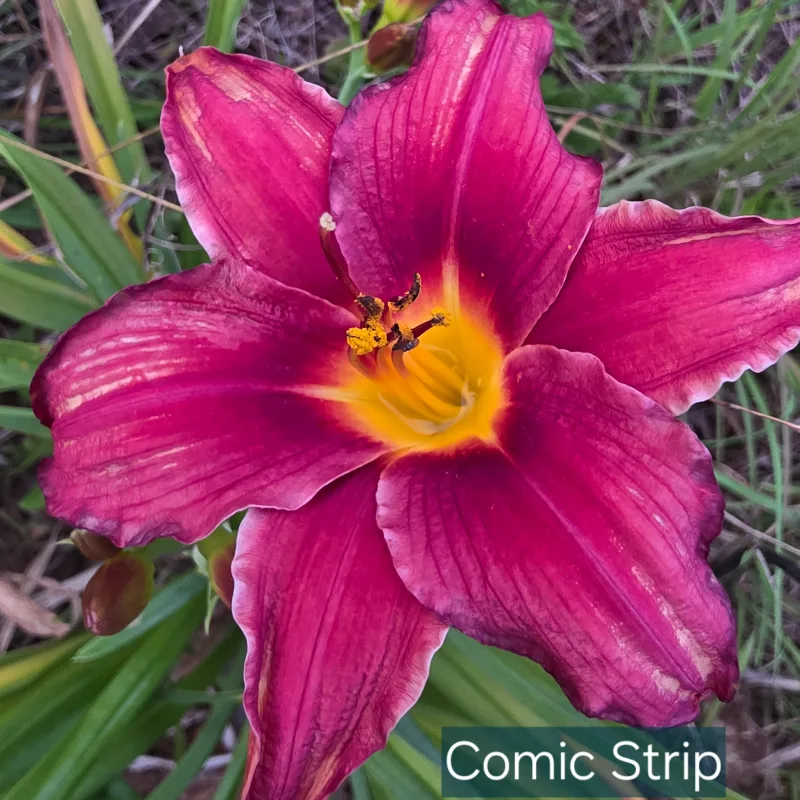 Comic Strip from PlantFancyGardens, LLC