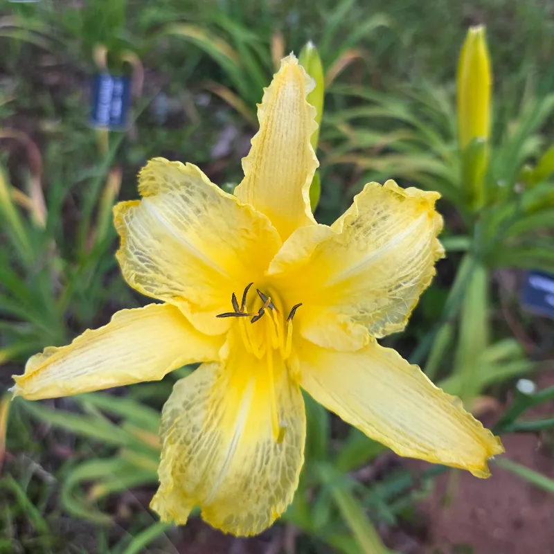 Tetrina's Daughter from PlantFancyGardens, LLC